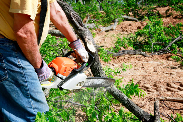 Trusted Marlton, MD Tree Service Experts